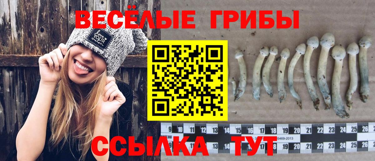 Псилоцибиновые грибы прущие грибы Минеральные Воды